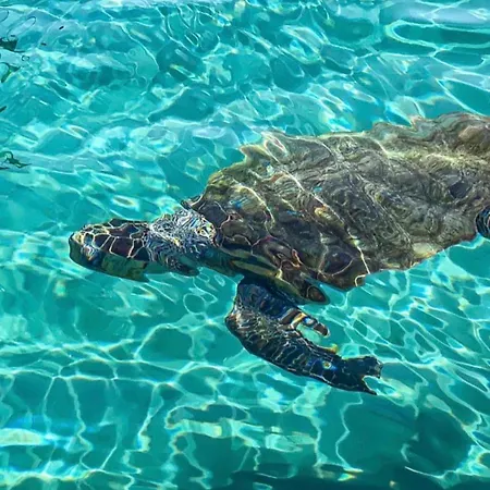 Osservatorio House *